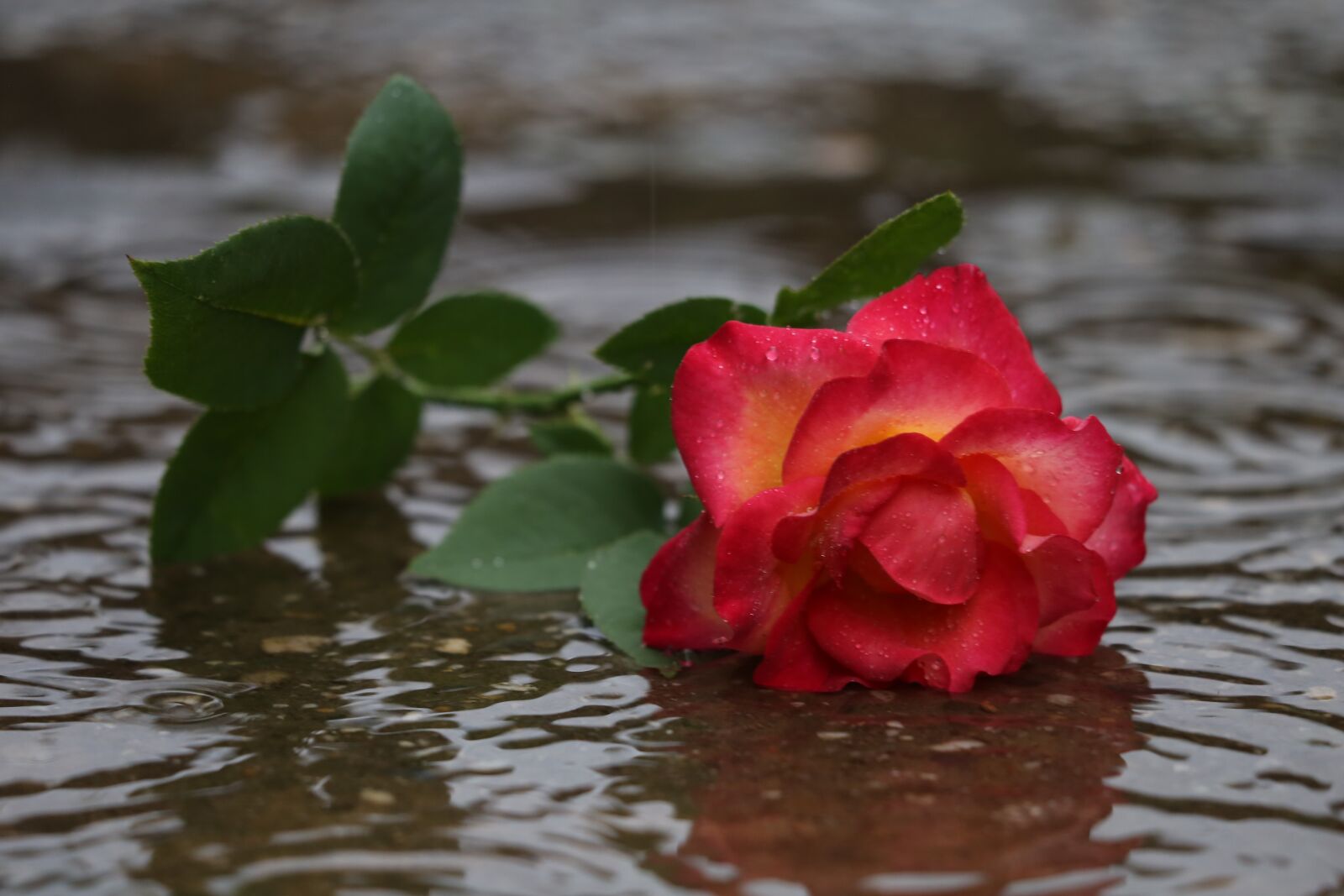 Canon EF 70-300 F4-5.6 IS II USM sample photo. Red yellow rose in photography