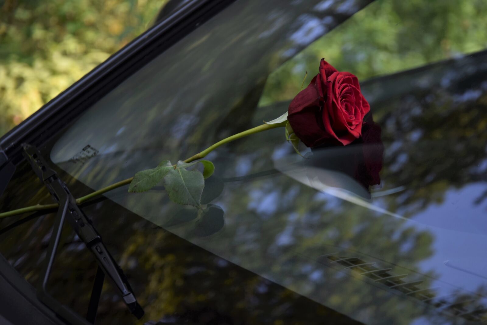 Nikon D3300 sample photo. Red rose under car photography