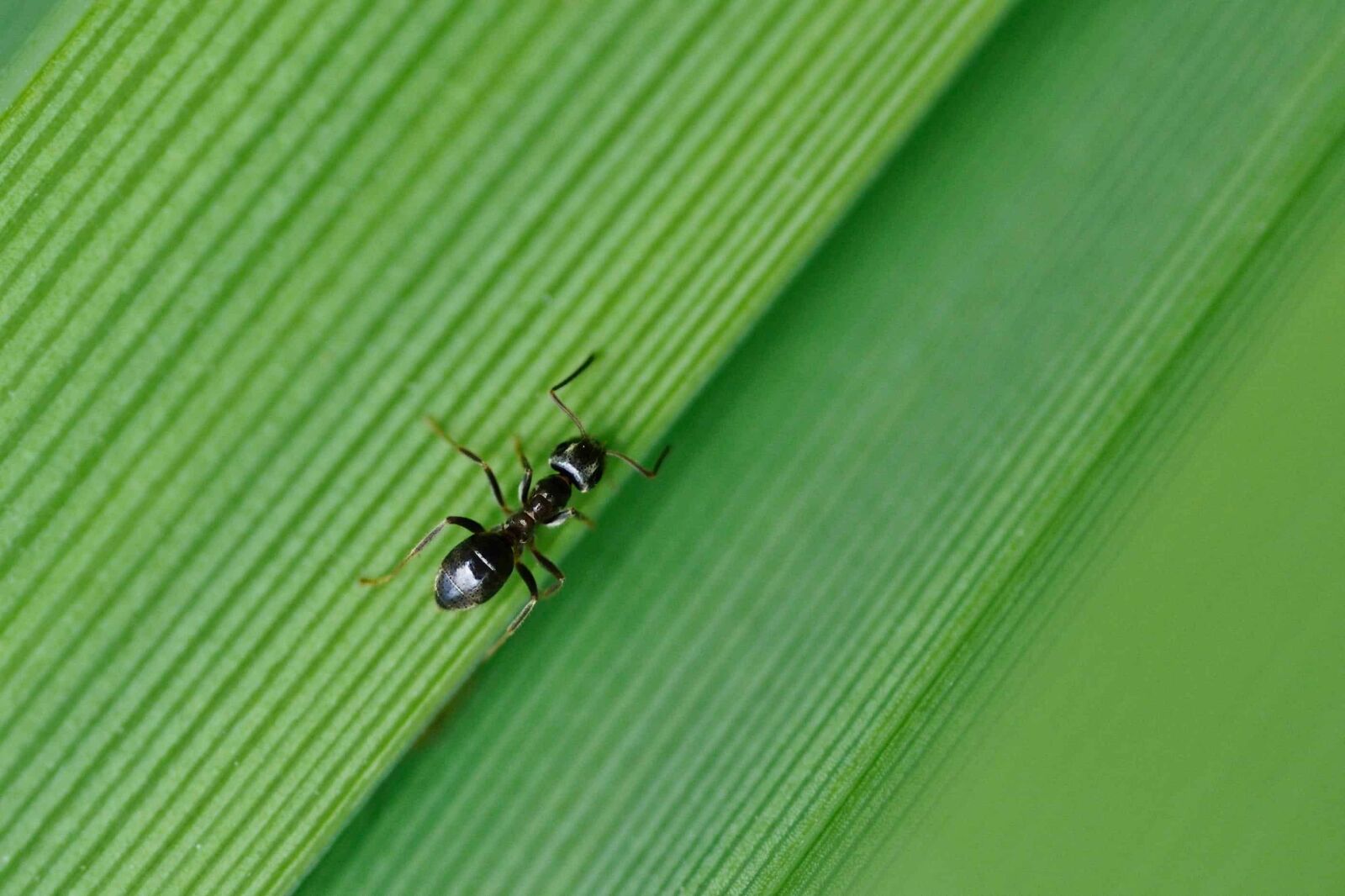 Nikon D300 sample photo. Ant, green leaf, insect photography