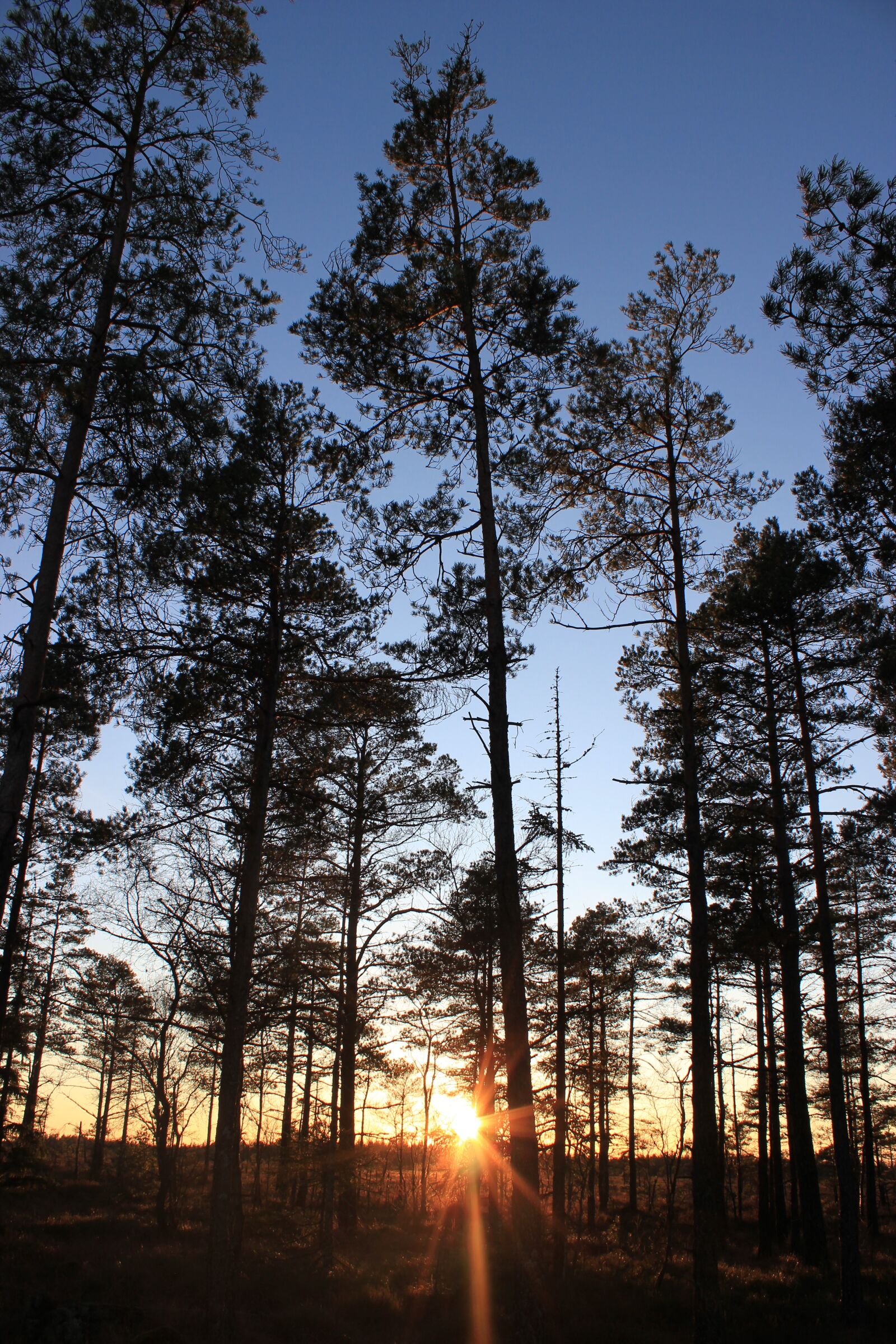 Canon EOS 550D (EOS Rebel T2i / EOS Kiss X4) sample photo. Forest, our winter, solar photography