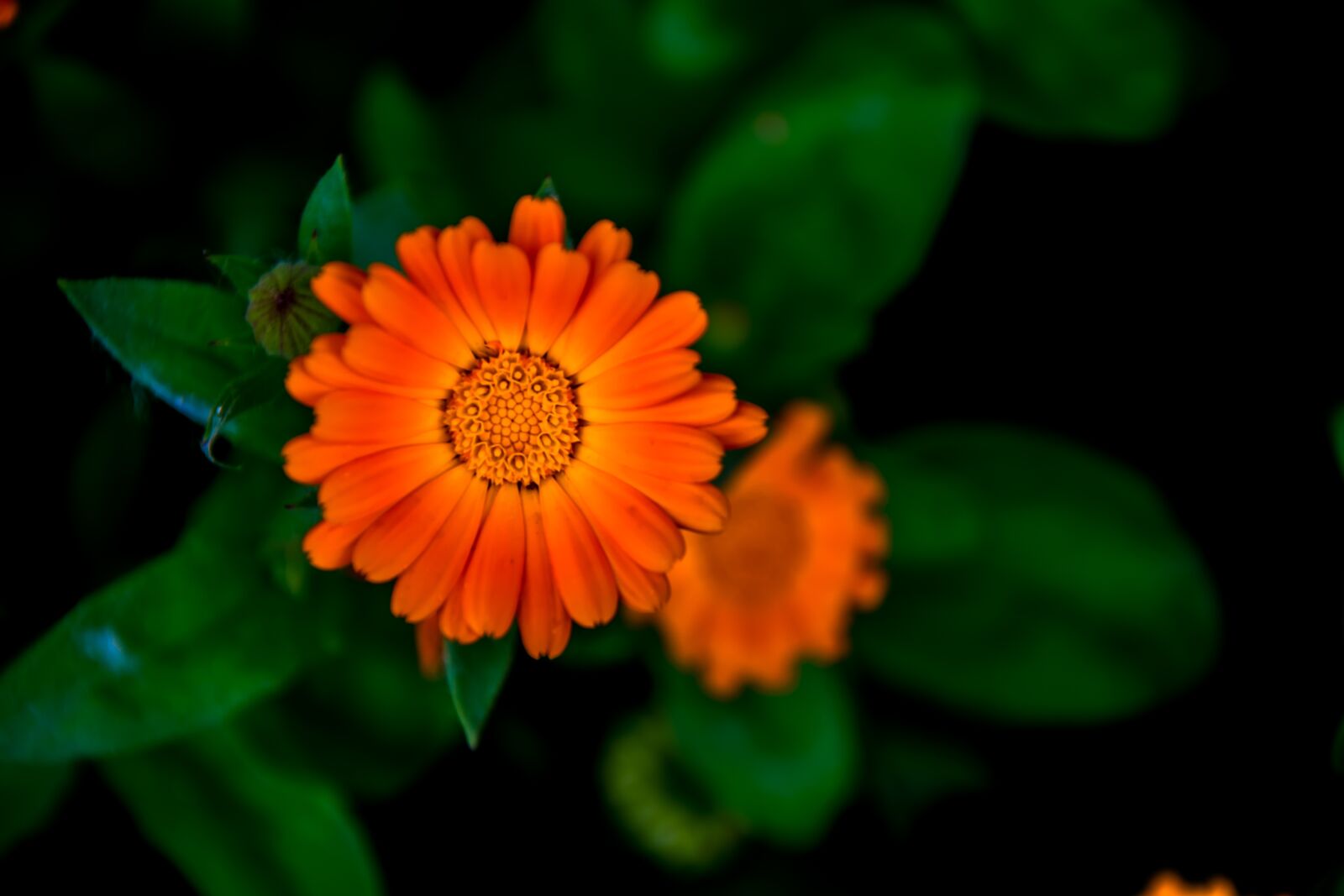 Nikon D5300 sample photo. Flower, flora, nature photography