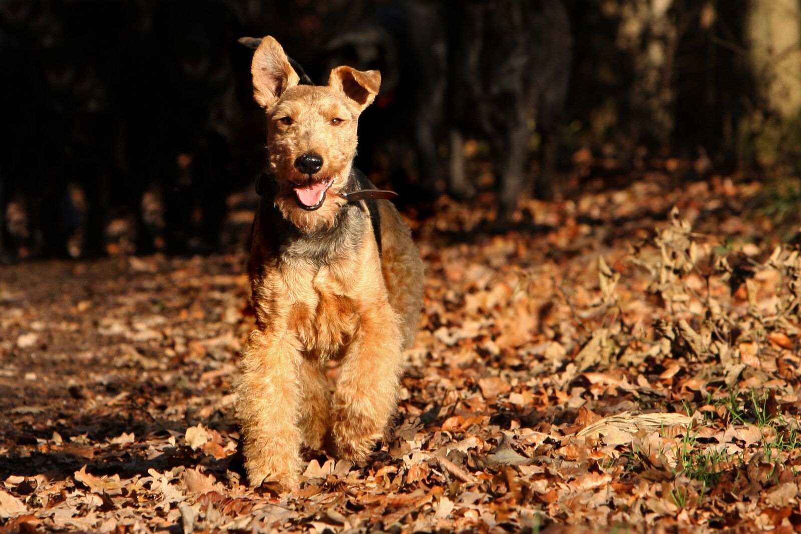 Canon EOS 40D sample photo. Welsh terrier, dog, terrier photography