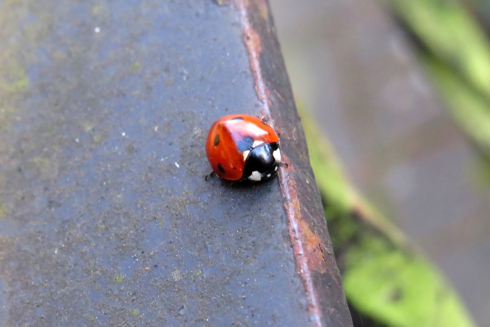 Canon PowerShot SX540 HS sample photo. Ladybug, garden, beetle photography