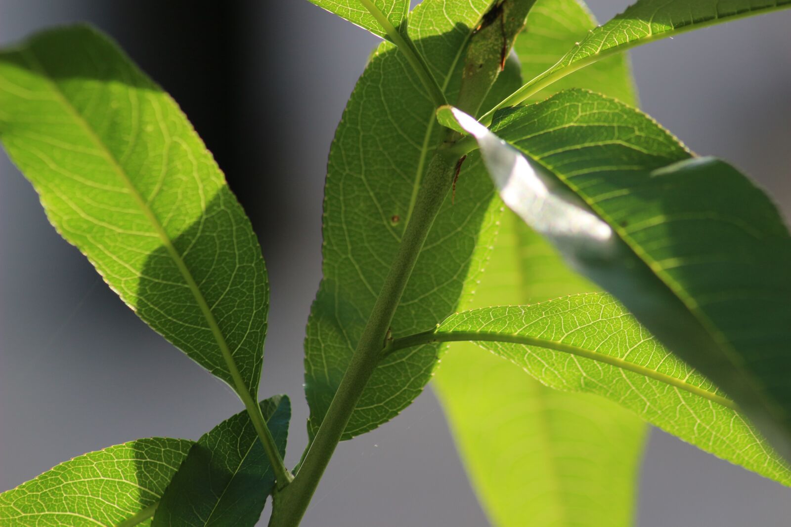 Canon EOS 100D (EOS Rebel SL1 / EOS Kiss X7) sample photo. Green, nature, macro photography