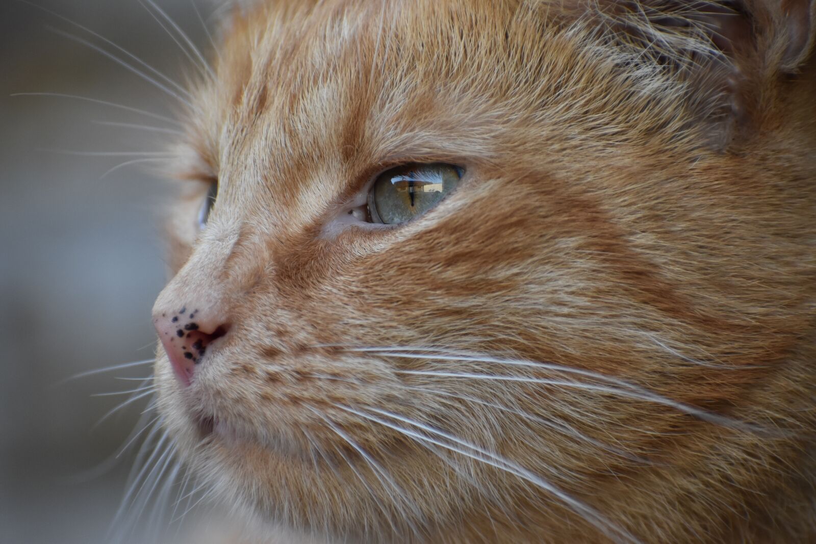 Nikon D3500 sample photo. Cat, kitty, feline photography