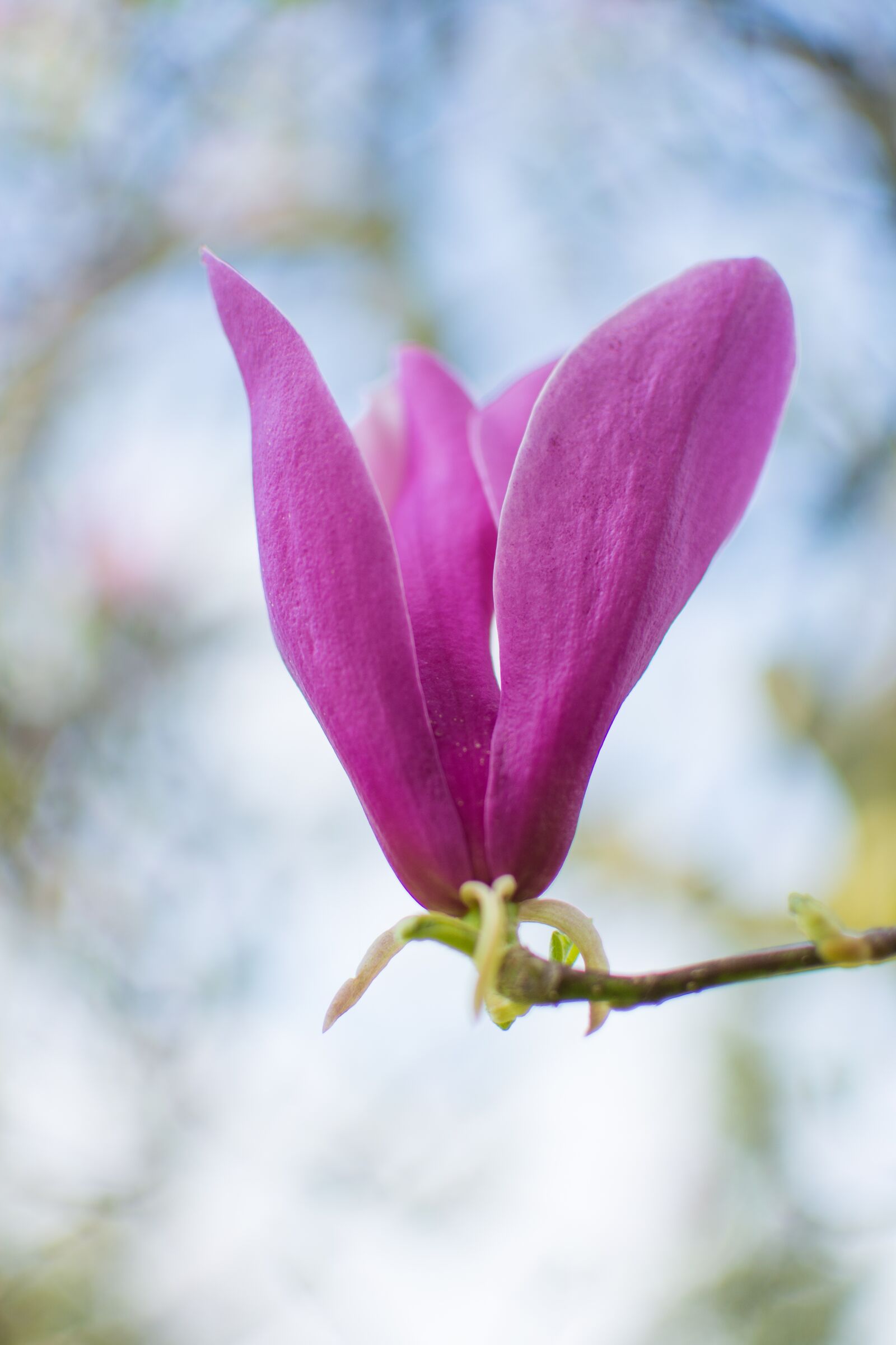 Nikon D7200 sample photo. Flower, nature, plant photography