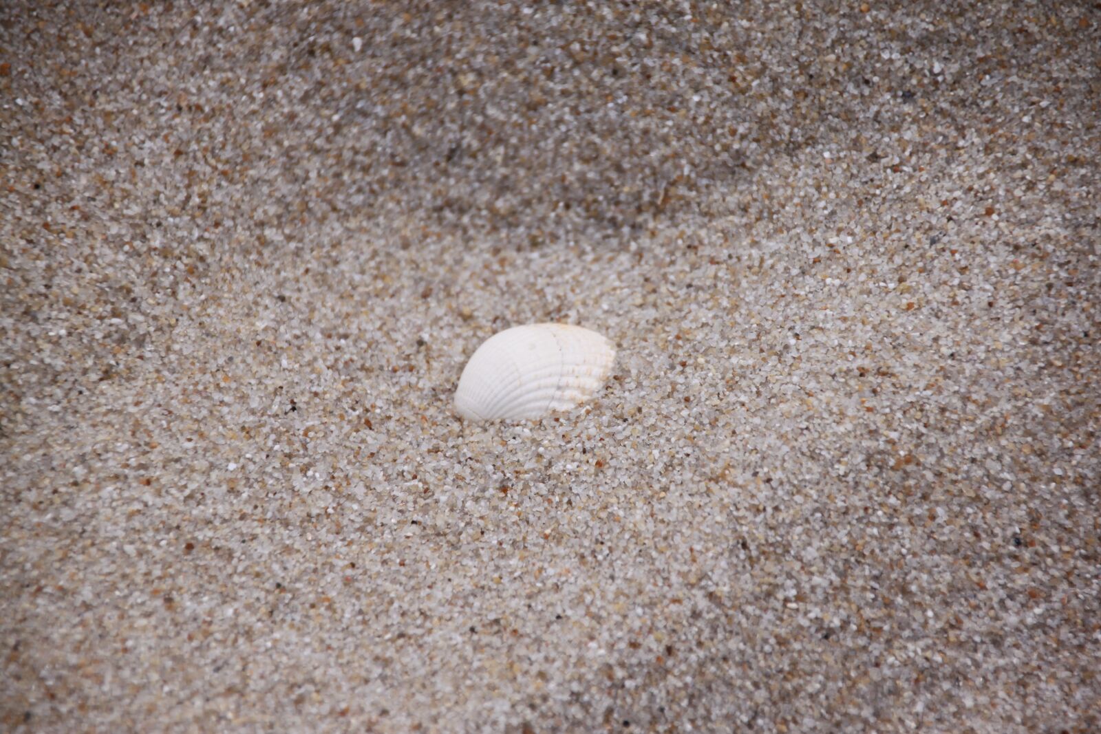 Canon EOS 500D (EOS Rebel T1i / EOS Kiss X3) sample photo. Shell, sand, beach photography