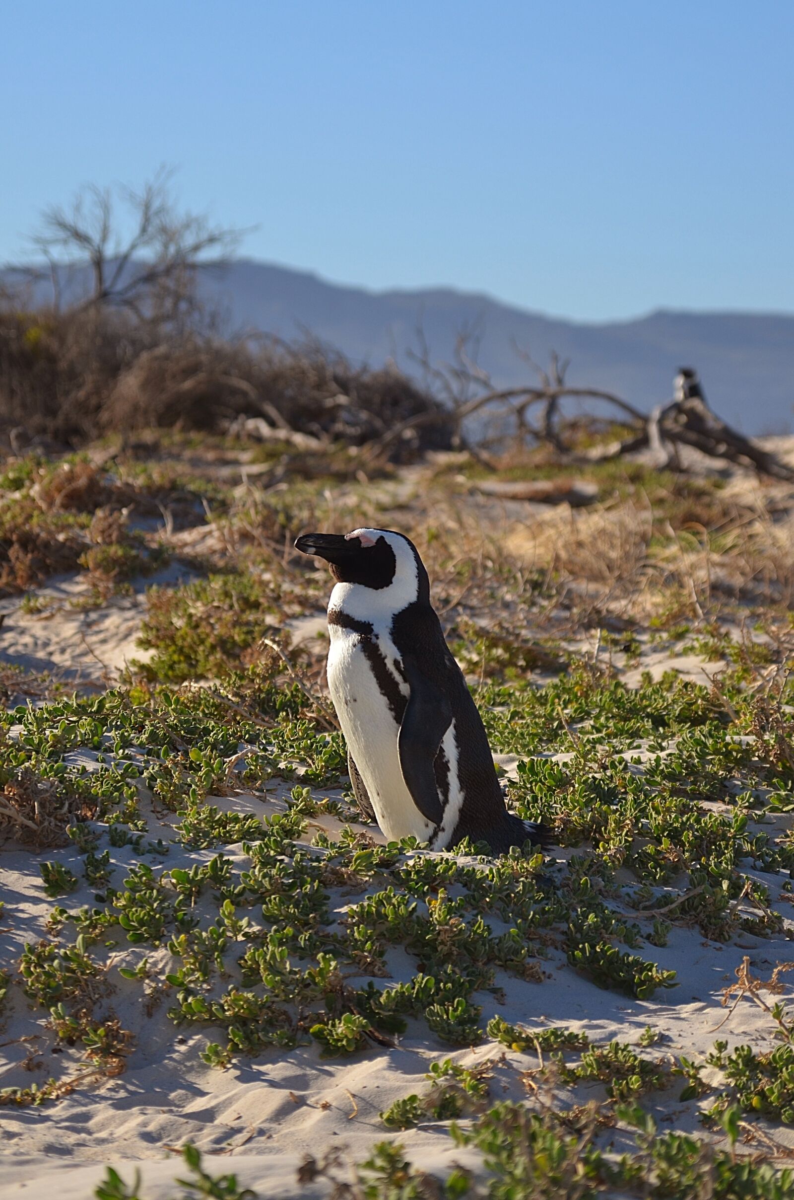 Nikon D7000 sample photo. Penguini, penguins, south africa photography
