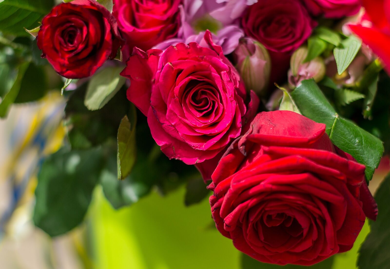 Nikon D3100 sample photo. Red rose, ro, flower photography