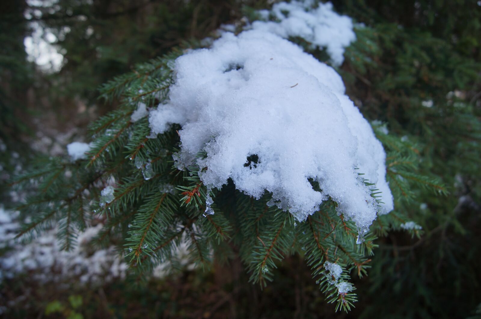 Sony Alpha NEX-5N + Sony DT 18-55mm F3.5-5.6 SAM II sample photo. Winter, snow, fir tree photography