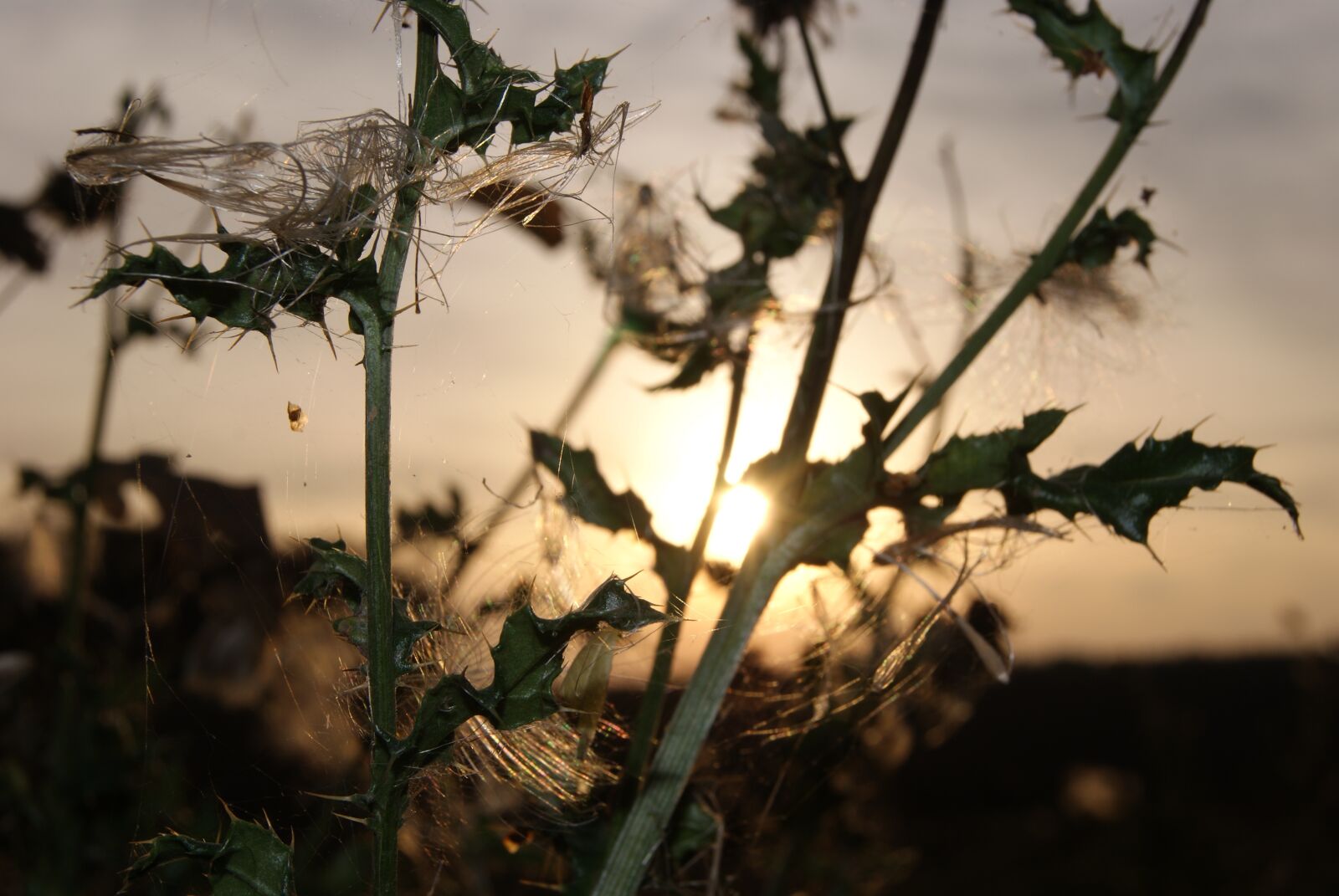 Sony Alpha DSLR-A230 sample photo. Thistle, sun, sunset photography