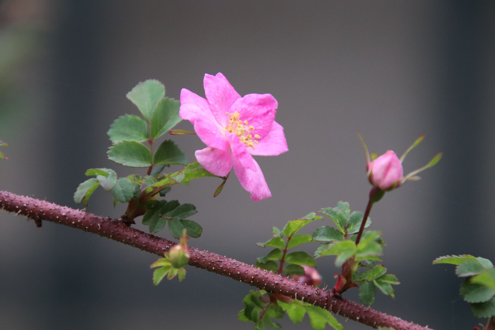 Canon EOS 800D (EOS Rebel T7i / EOS Kiss X9i) sample photo. Trees, spring, flowering photography