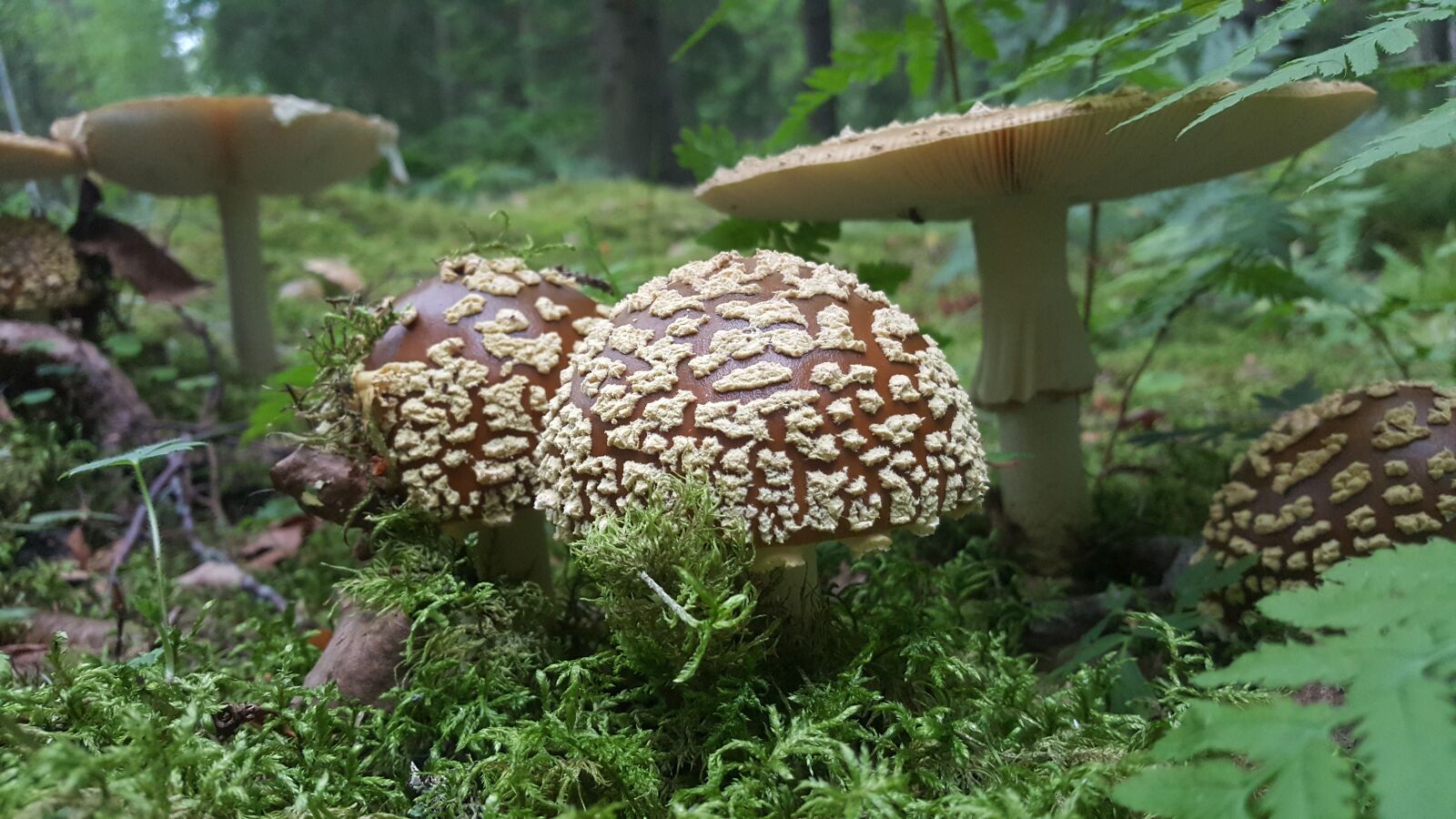 Samsung GALAXY S6 edge sample photo. Mushroom, yellow fly agaric photography