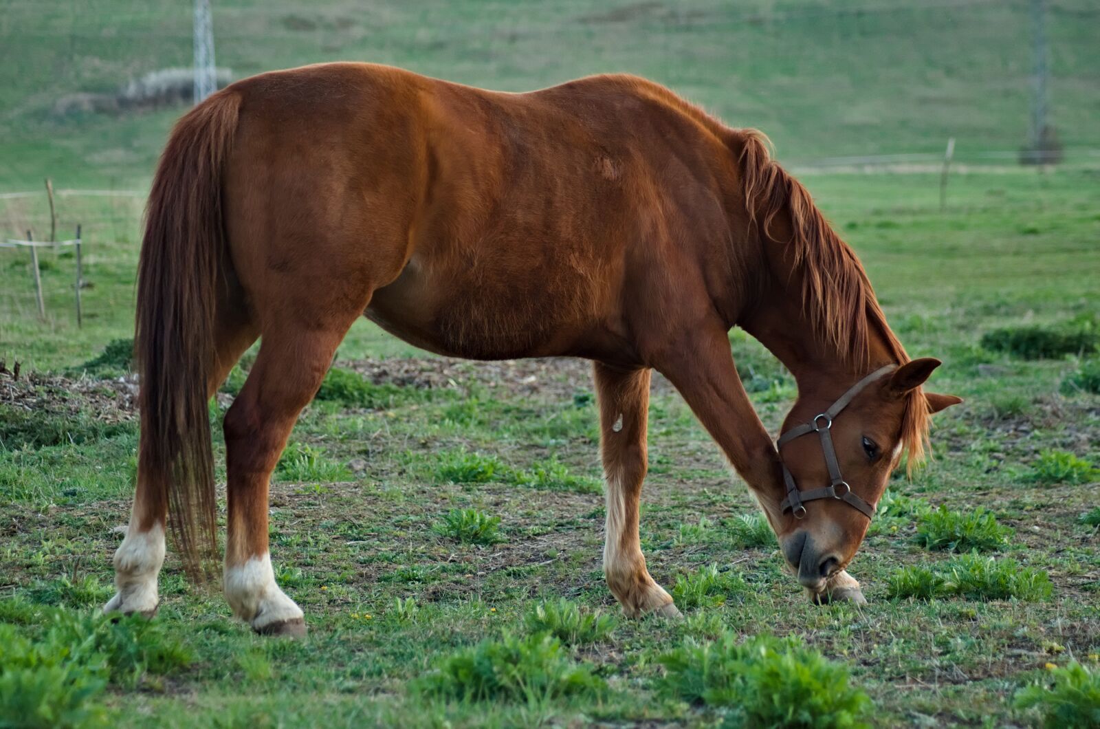 Nikon D5100 sample photo. Horse, animal, stallion photography