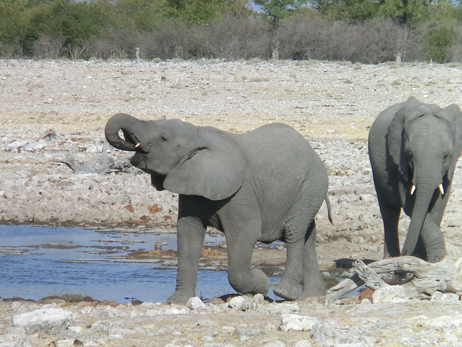 CASIO EX-H30 sample photo. Elephant, africa, drink photography