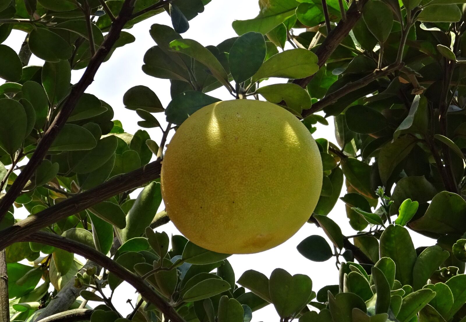 Sony DSC-HX60V sample photo. Fruit, grapefruit, ripe photography
