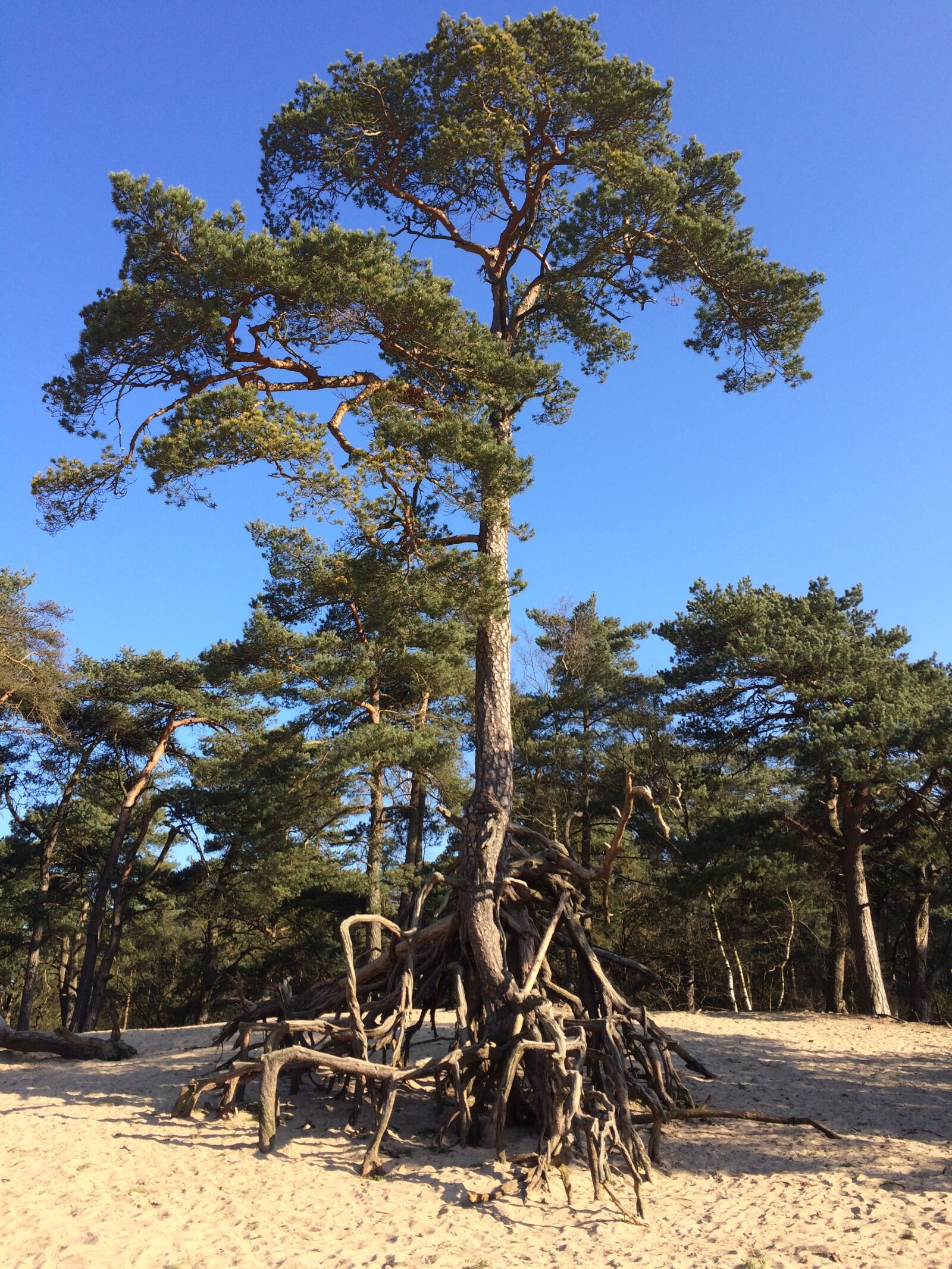 Apple iPhone 5s sample photo. Tree, sand, trees photography