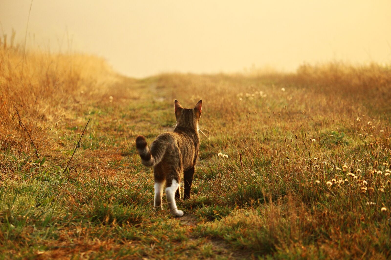 Canon EOS 100D (EOS Rebel SL1 / EOS Kiss X7) sample photo. Cat, kitten, mieze photography
