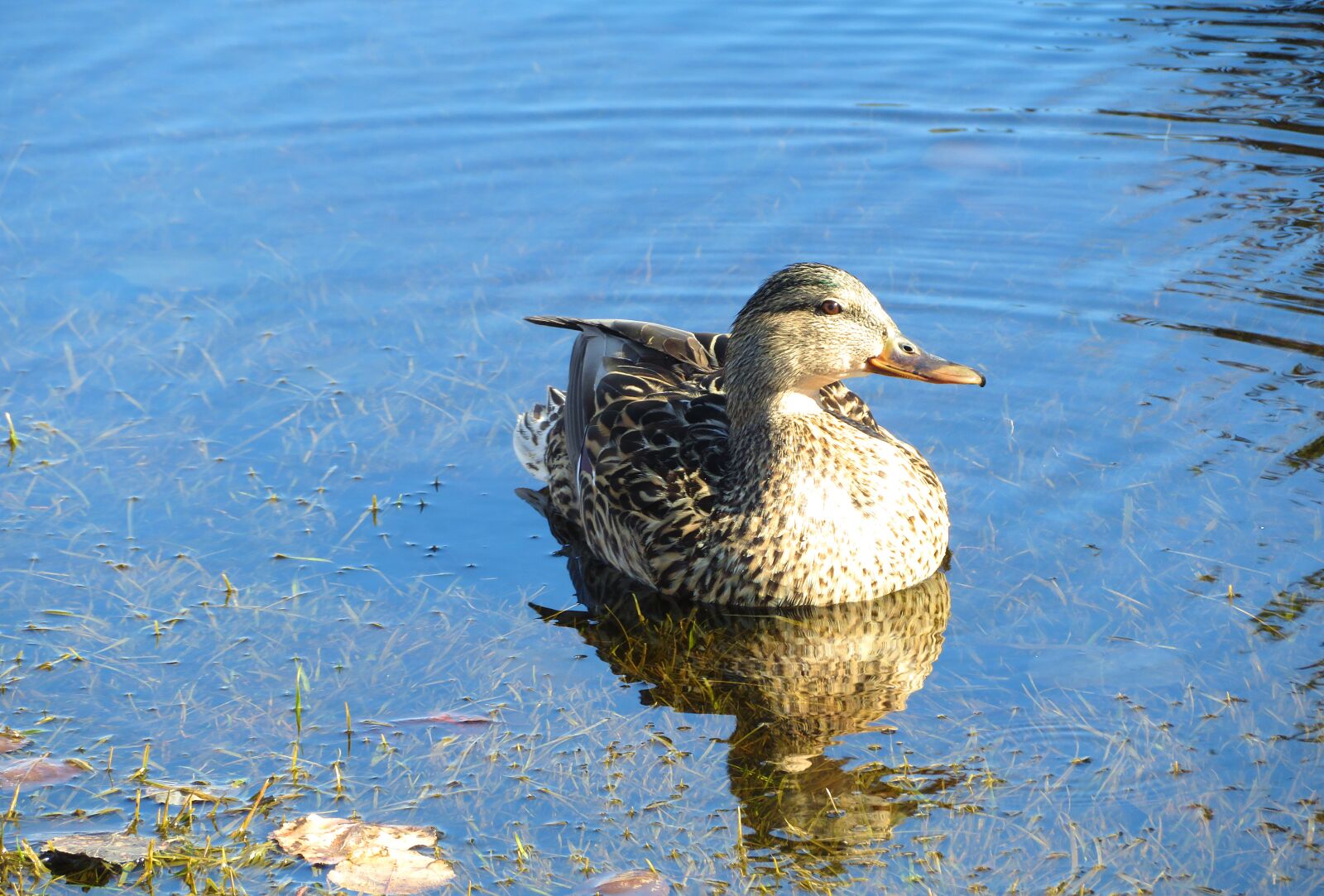 Canon PowerShot SX720 HS sample photo. Duck, water, fowl photography