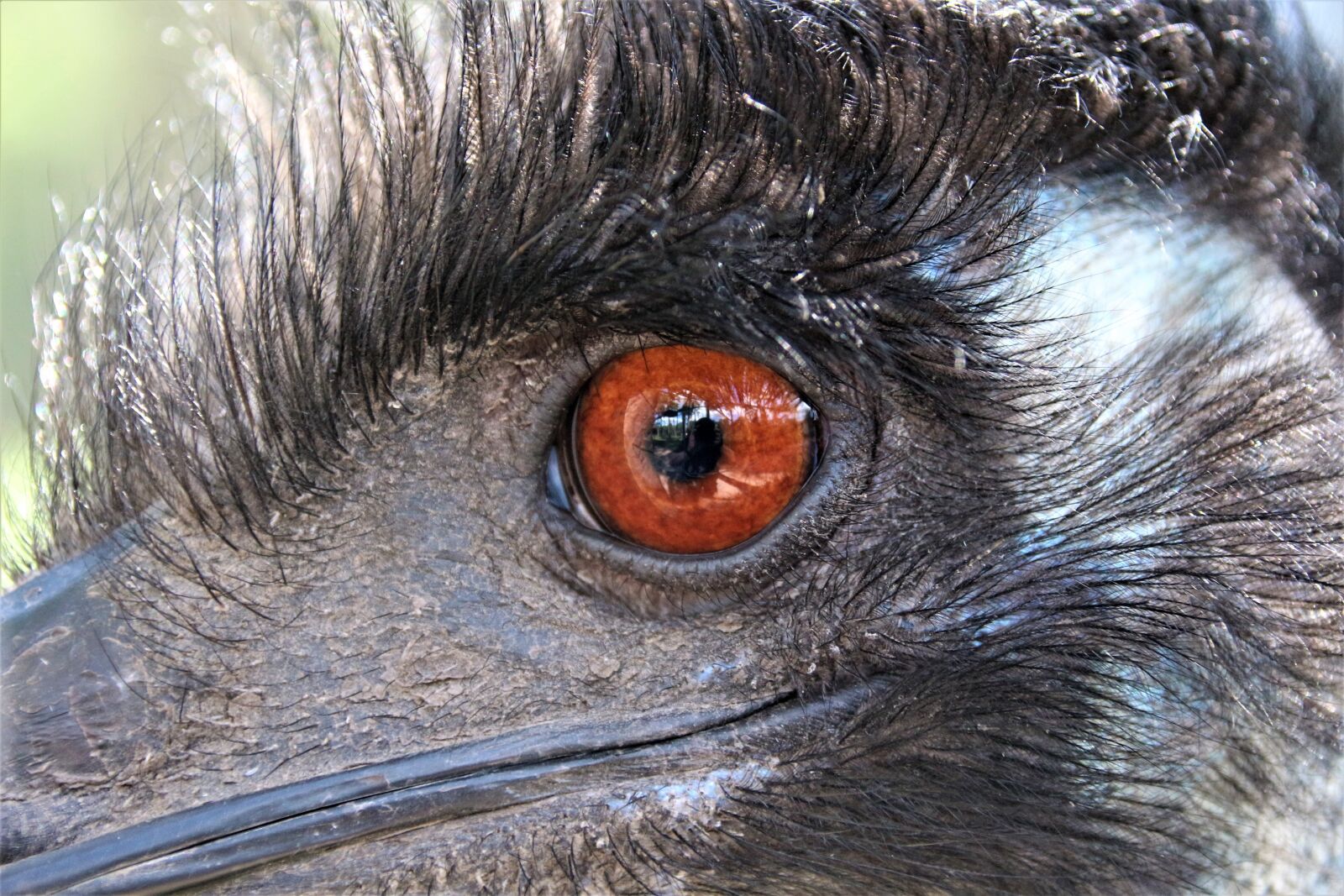 Canon EOS 700D (EOS Rebel T5i / EOS Kiss X7i) sample photo. Emu, bird, bill photography