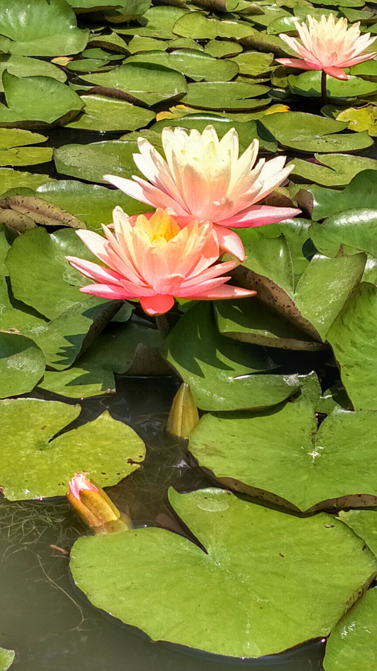 OPPO R9S PLUS sample photo. Water, flower, lotus photography
