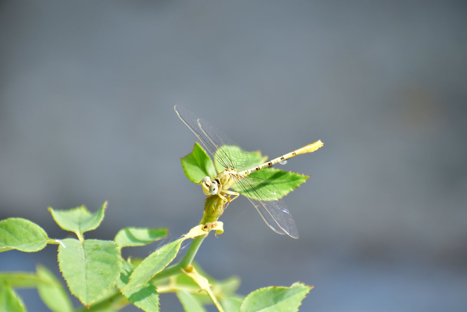 Nikon D5600 sample photo. Dragonfly, hover fly, insect photography