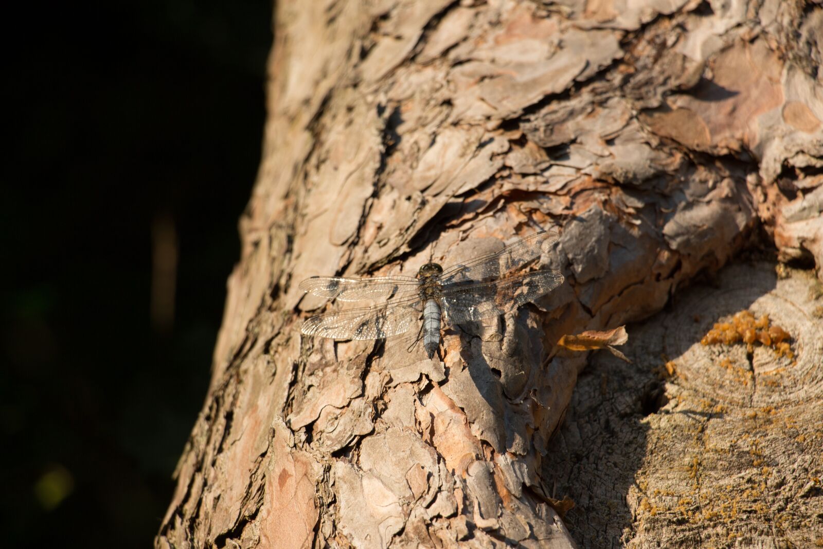 Canon EOS 700D (EOS Rebel T5i / EOS Kiss X7i) sample photo. Great blaupfeil, dragonfly, insect photography