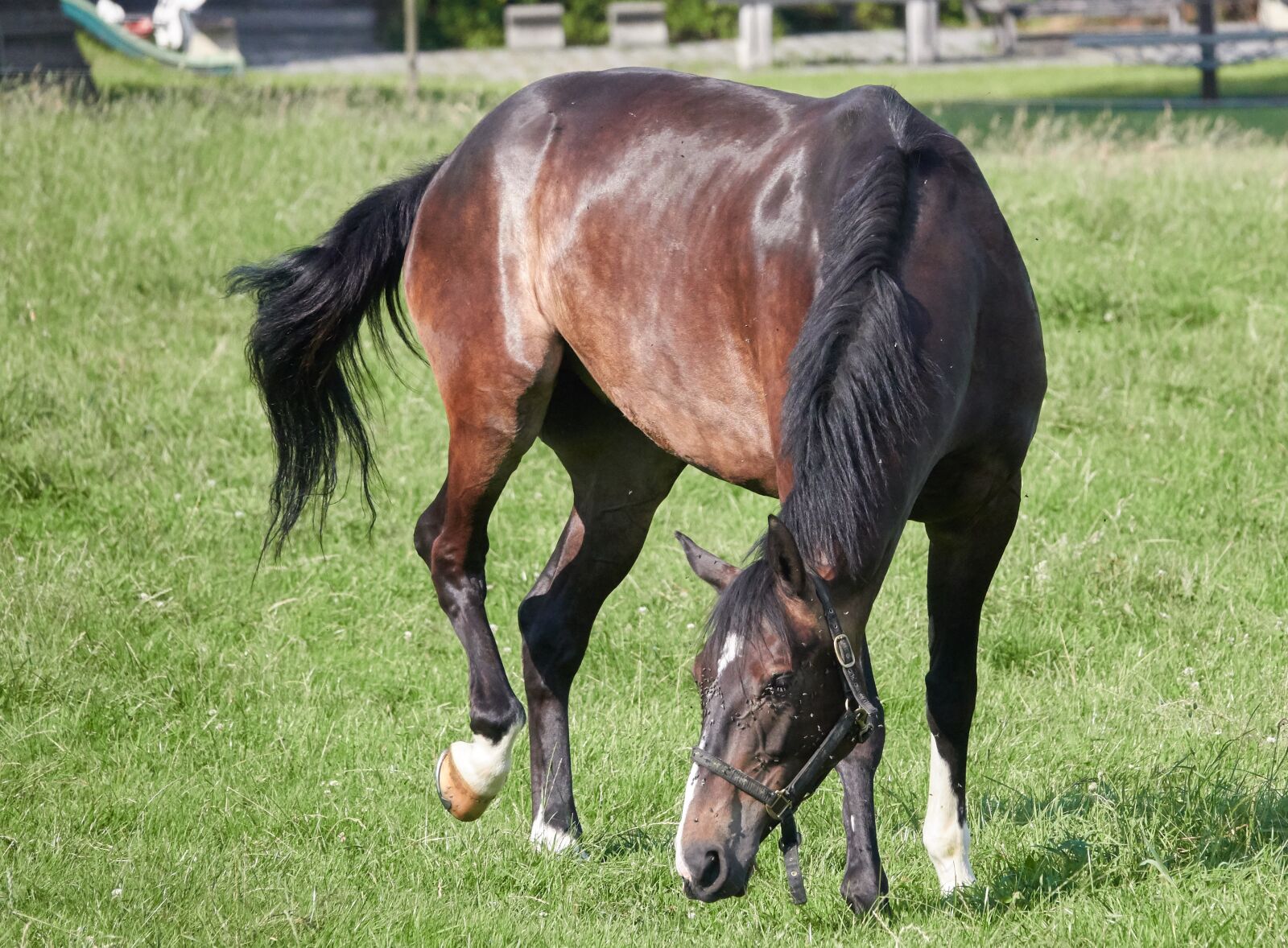 Sony Cyber-shot DSC-RX10 IV sample photo. Horse, pasture, landscape photography