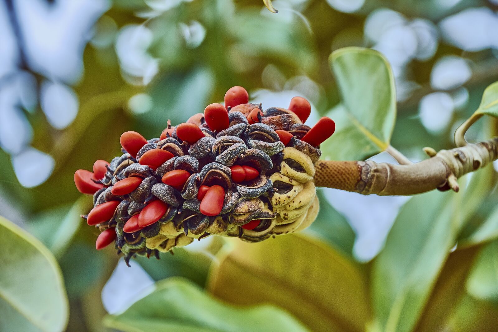 Nikon D7200 sample photo. Flower, fruits, plant photography
