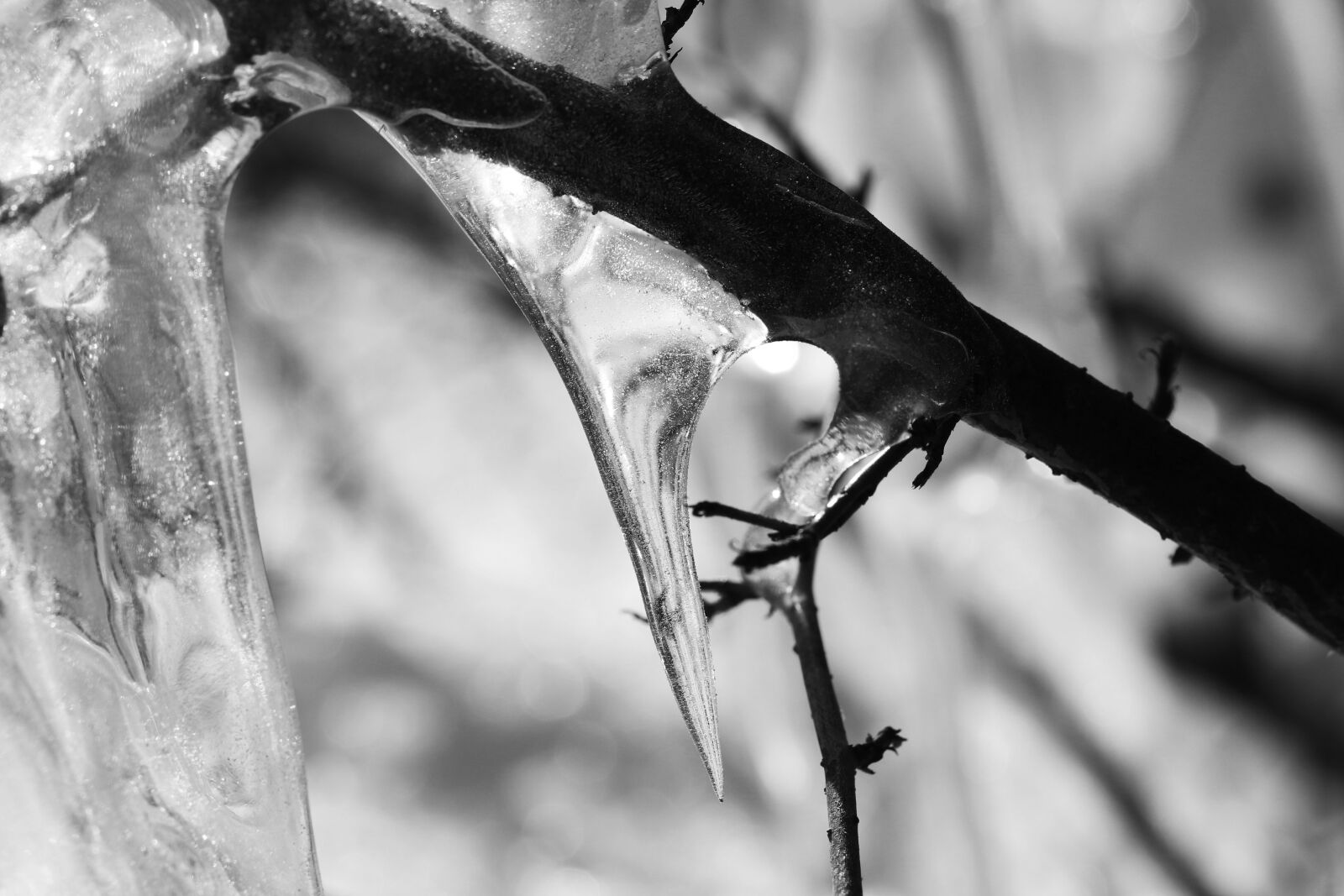 Canon EOS 7D Mark II sample photo. Icicle, ice, nature photography