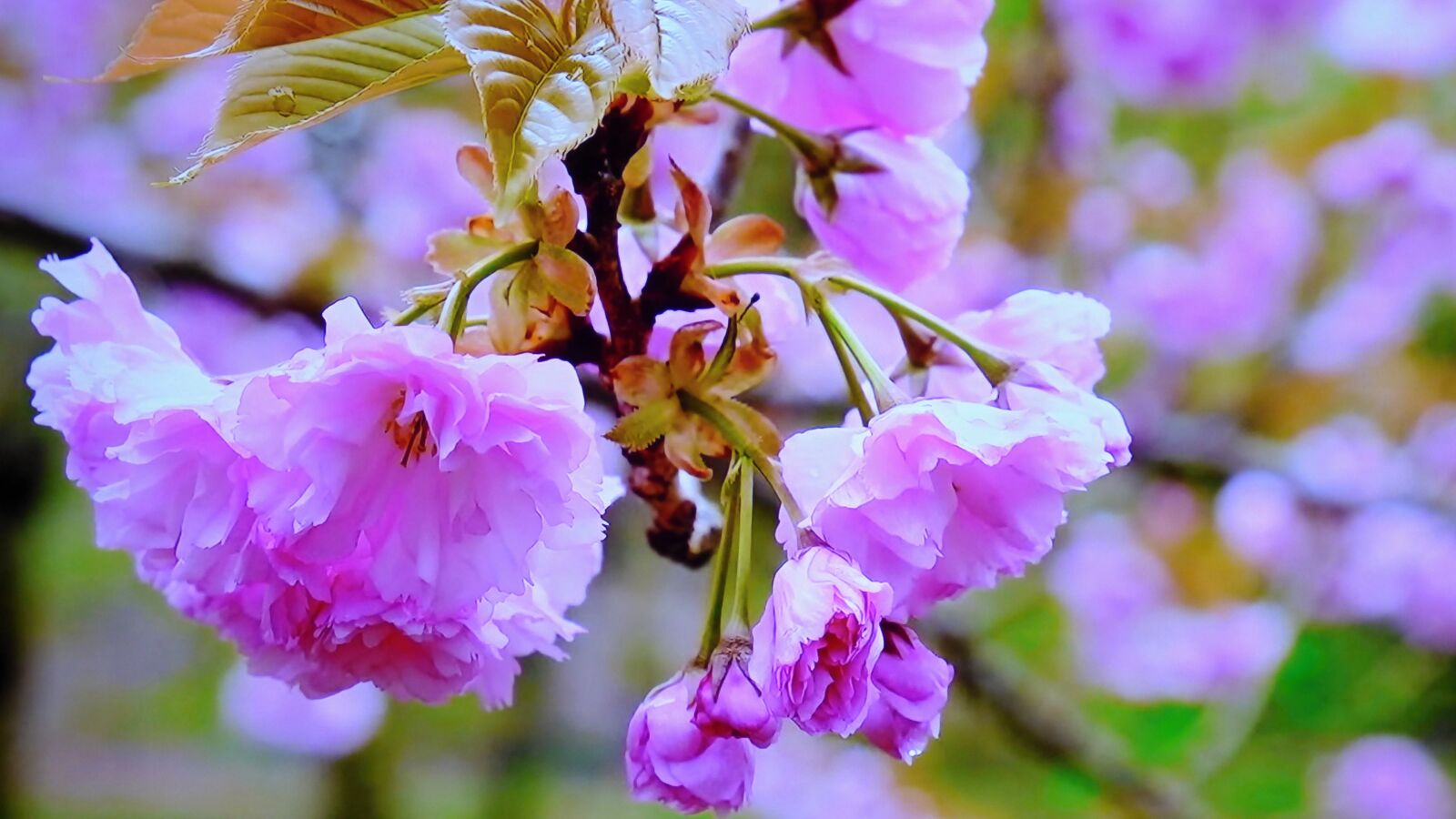 Panasonic DMC-FZ72 sample photo. Tree, blooming, flower photography