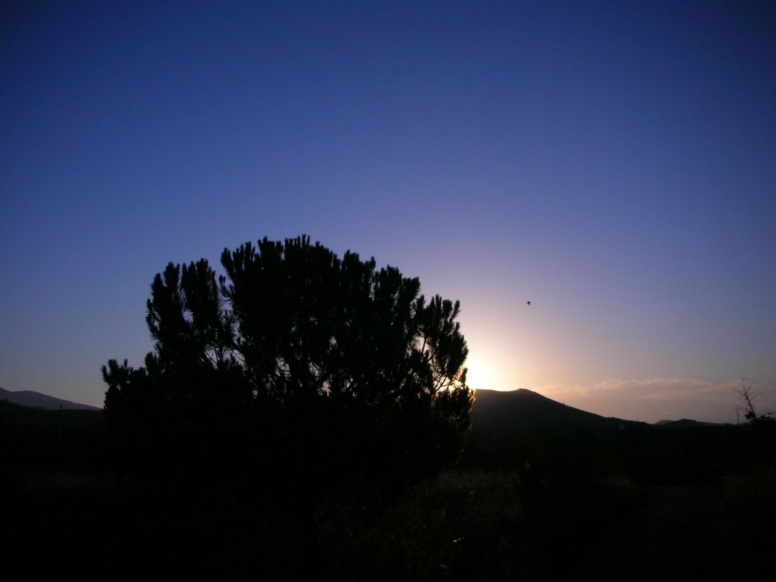 Nikon S2 sample photo. Sunset, the backlight, nature photography