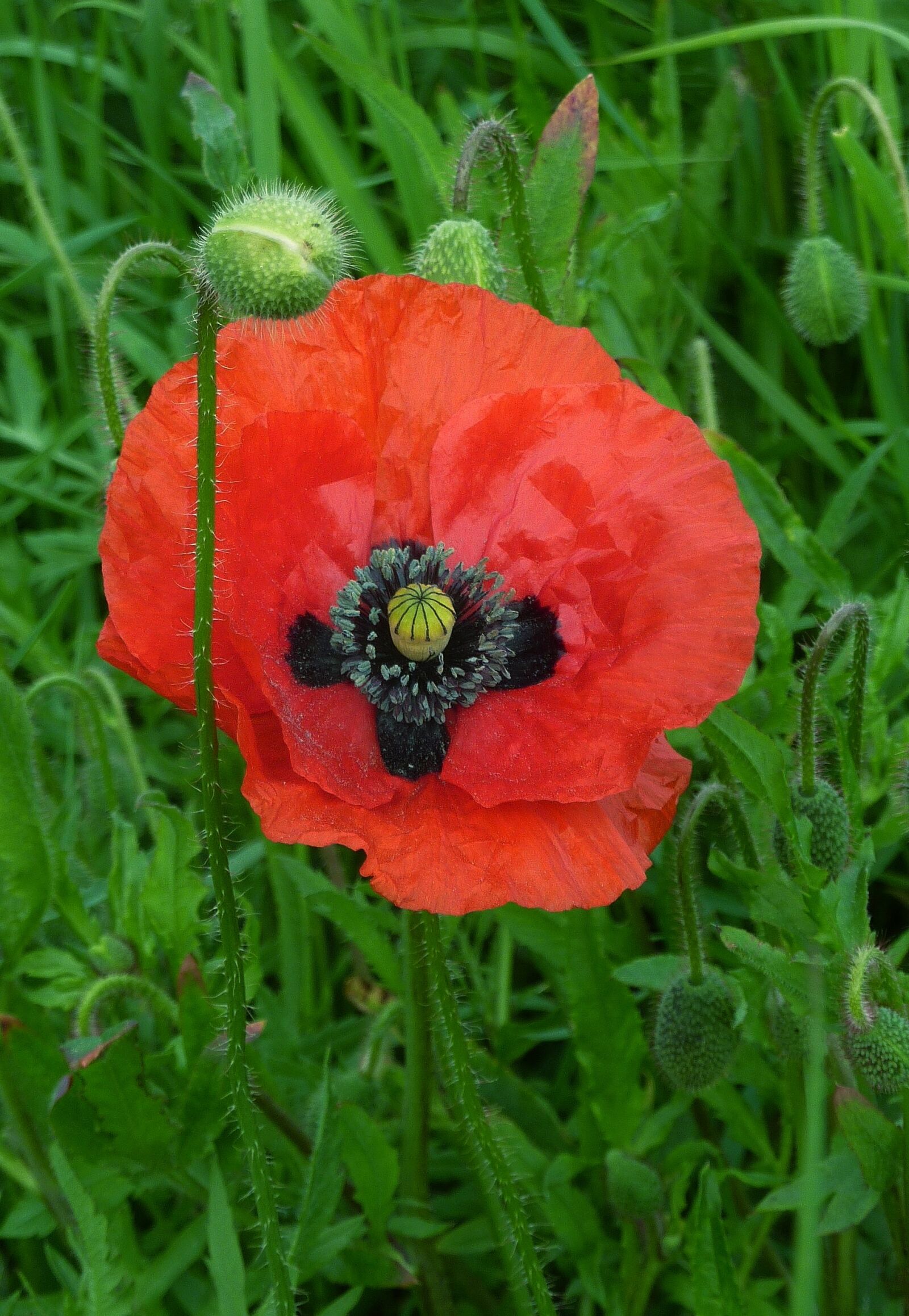 Panasonic DMC-TZ7 sample photo. Poppy, flower, red photography