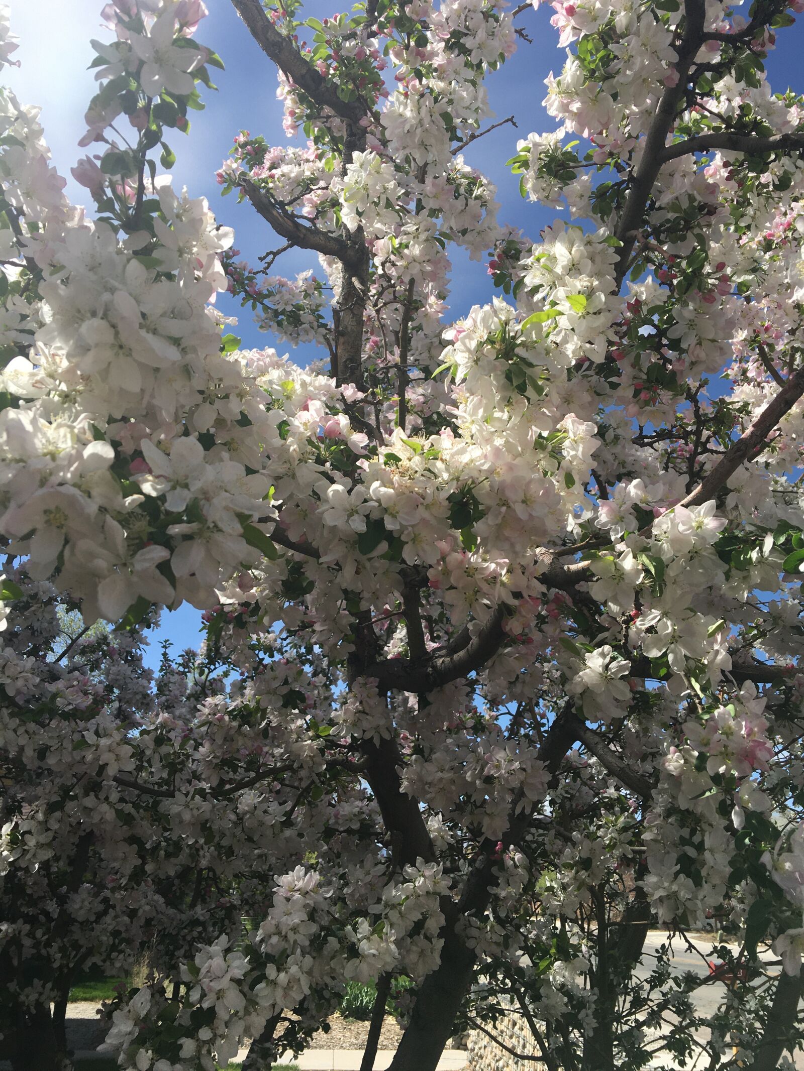 iPhone 6s Plus back camera 4.15mm f/2.2 sample photo. Apple tree, apple blossoms photography