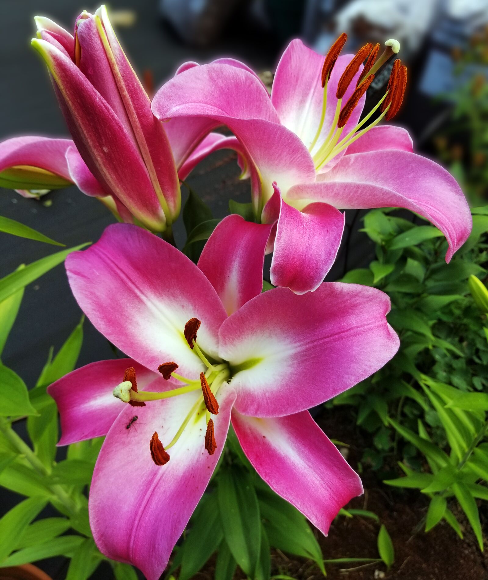 Samsung Galaxy S8 sample photo. Lily, flower, blossom photography