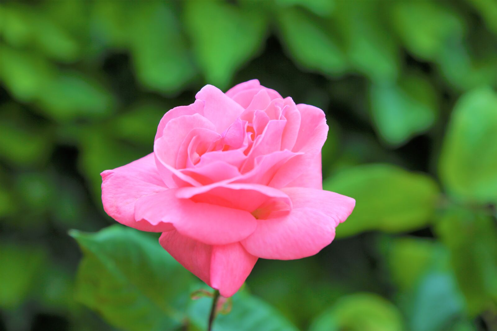 Canon EF 24-105mm F4L IS USM sample photo. Rose, nature, flower photography