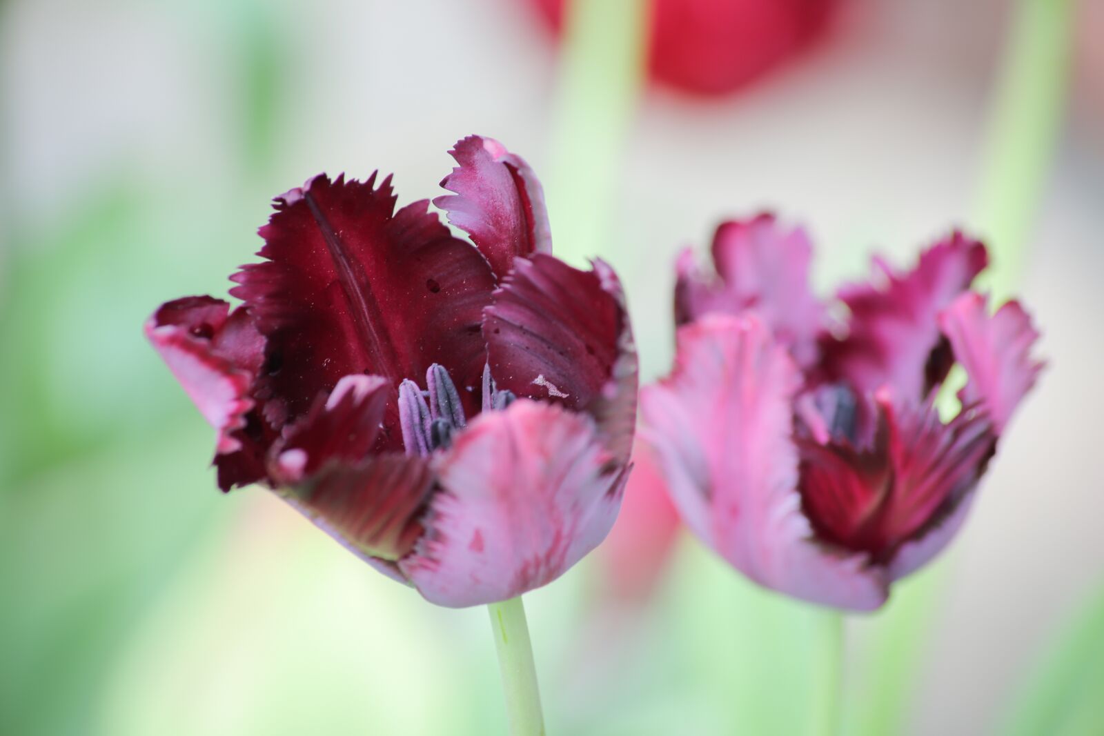 Canon EOS 5D Mark III sample photo. Tulip, spring, garden photography