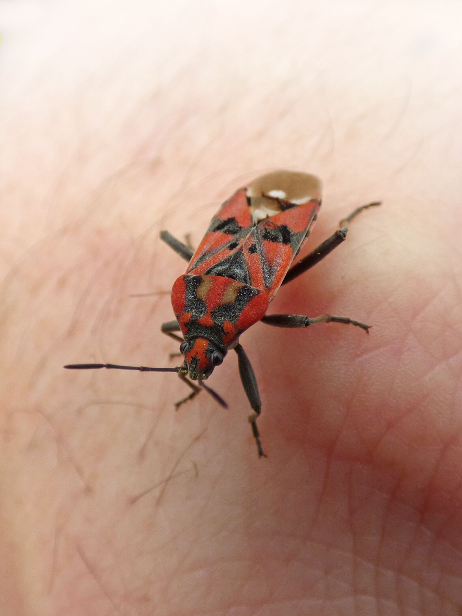 Panasonic Lumix DMC-FZ70 sample photo. Insect, beetle, red and photography