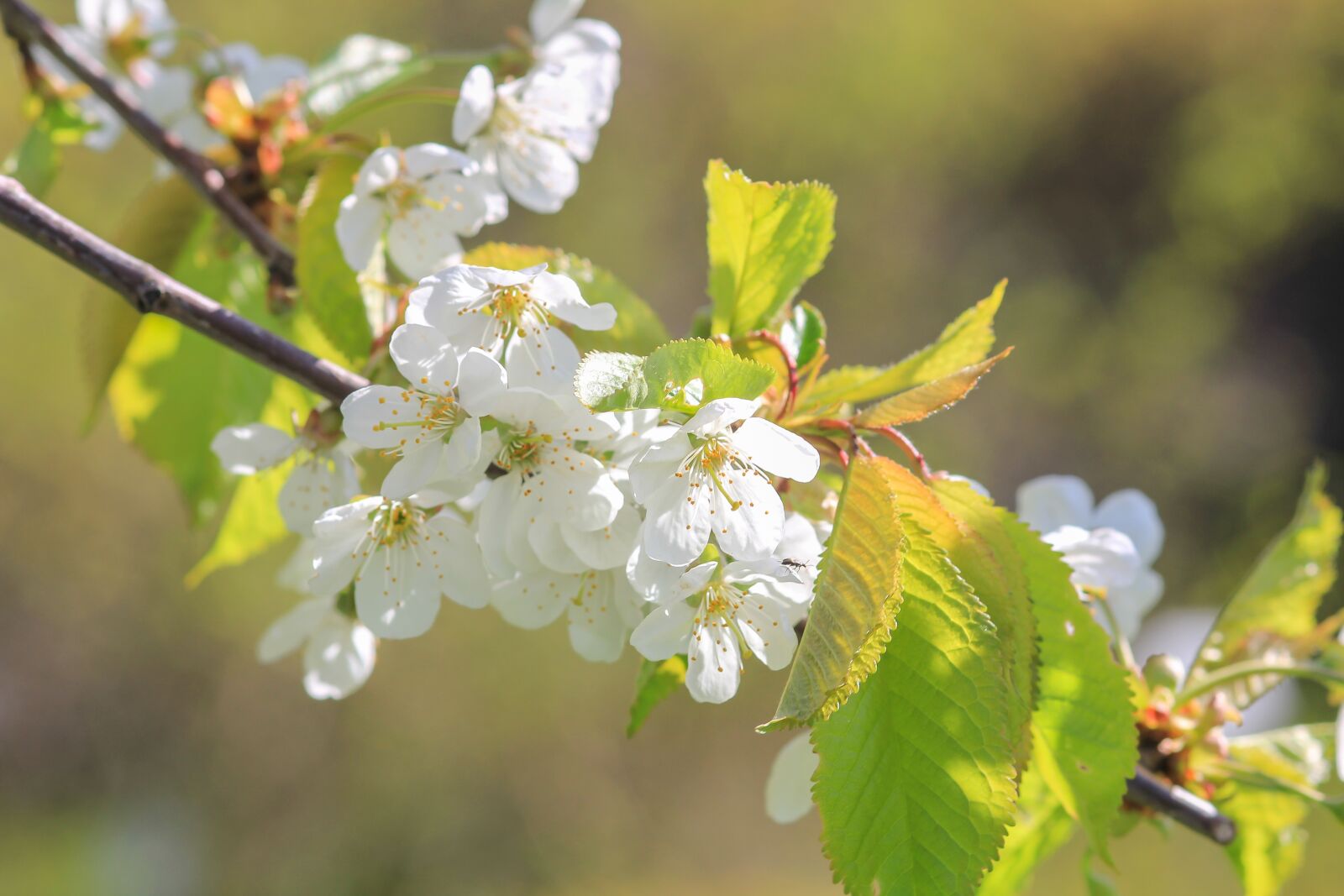 Canon EOS 550D (EOS Rebel T2i / EOS Kiss X4) sample photo. Tree, apple tree, apple photography