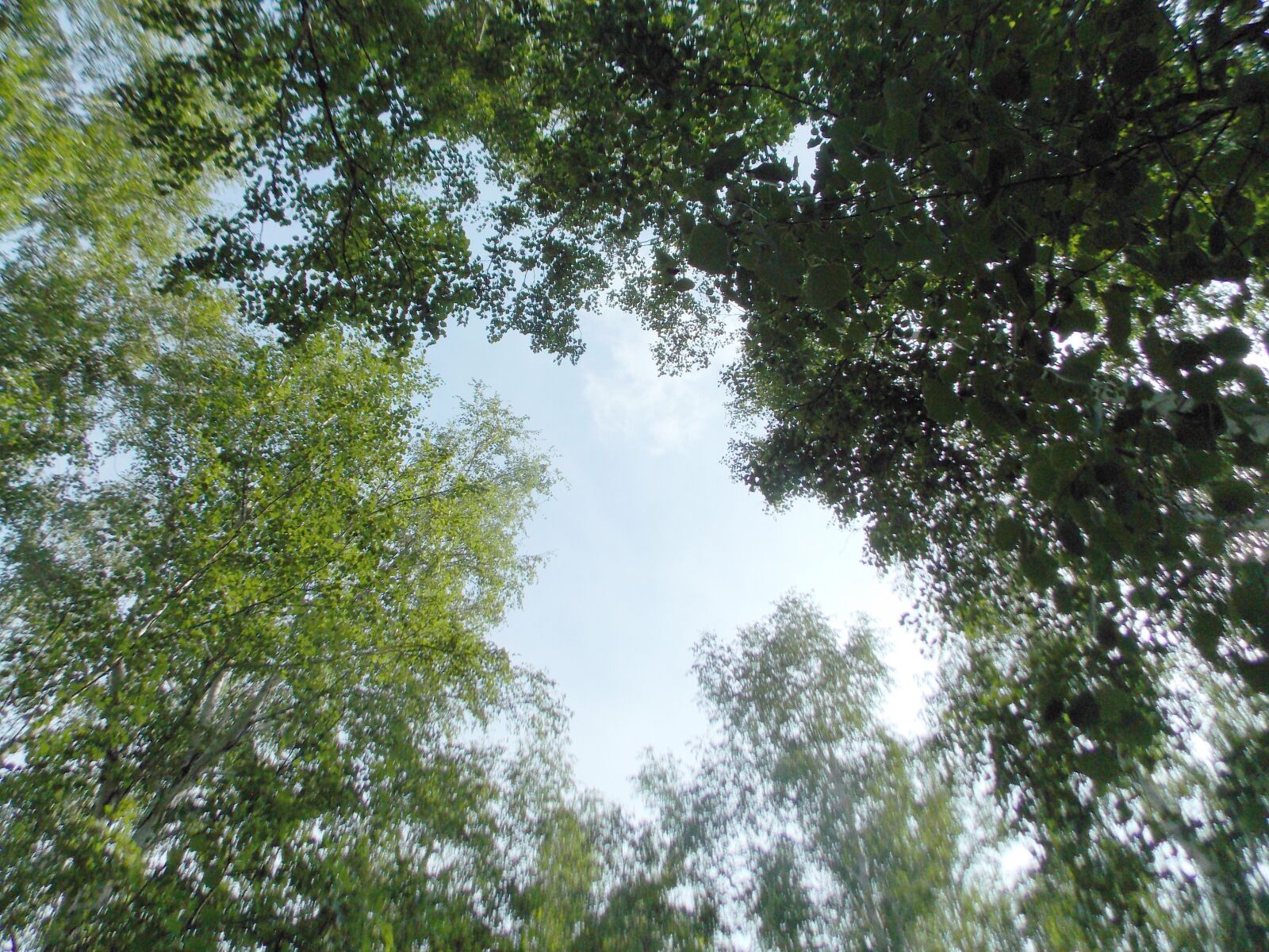 Nikon Coolpix L810 sample photo. небо, дерево, лес photography