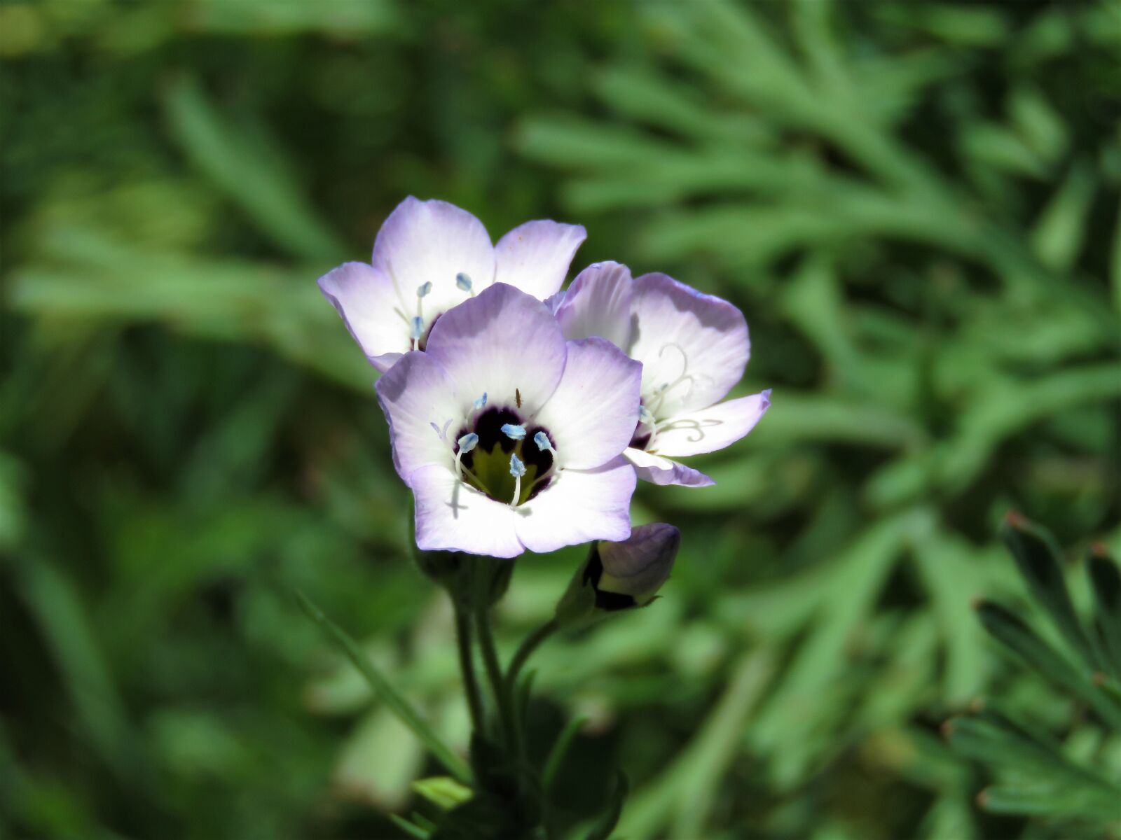 Canon PowerShot SX60 HS sample photo. Flower, nature, flora photography