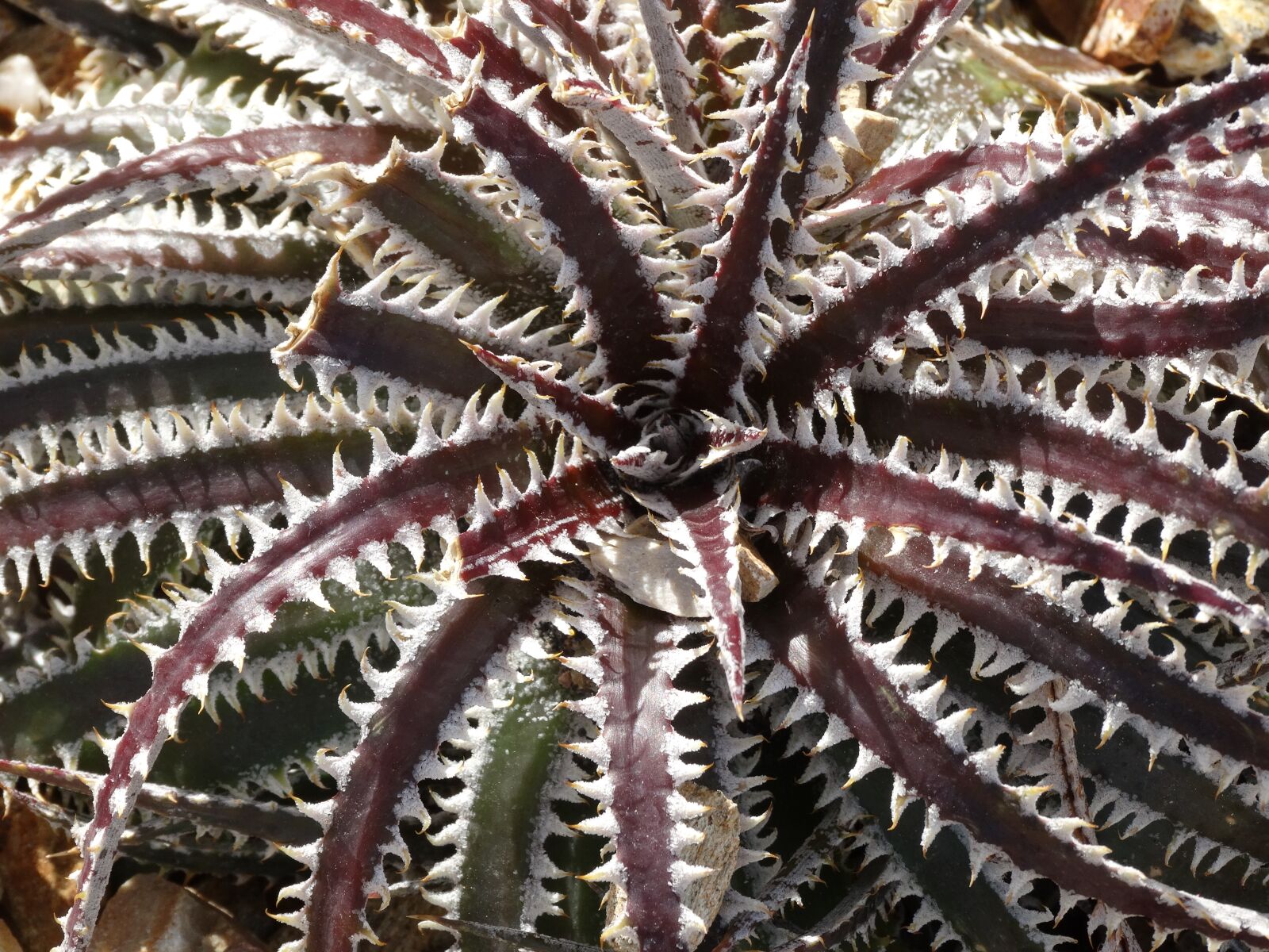 Sony Cyber-shot DSC-HX300 sample photo. Succulent, desert, plant photography