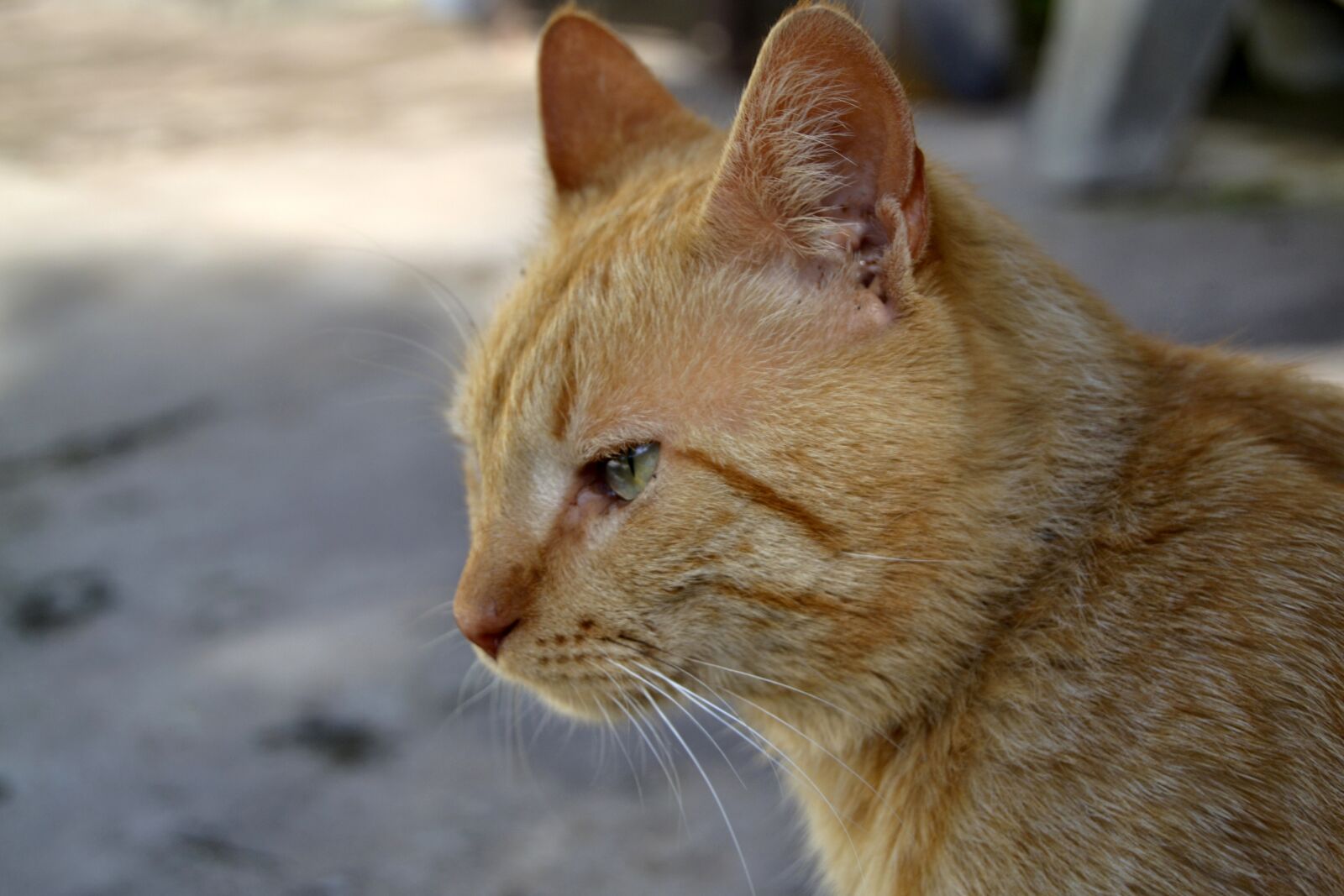 Nikon D3100 sample photo. Cat, pets, animals photography