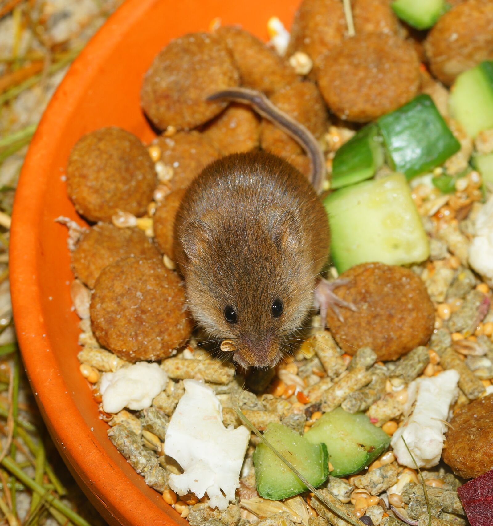 Sony a99 II sample photo. Dwarf mouse, cute, food photography