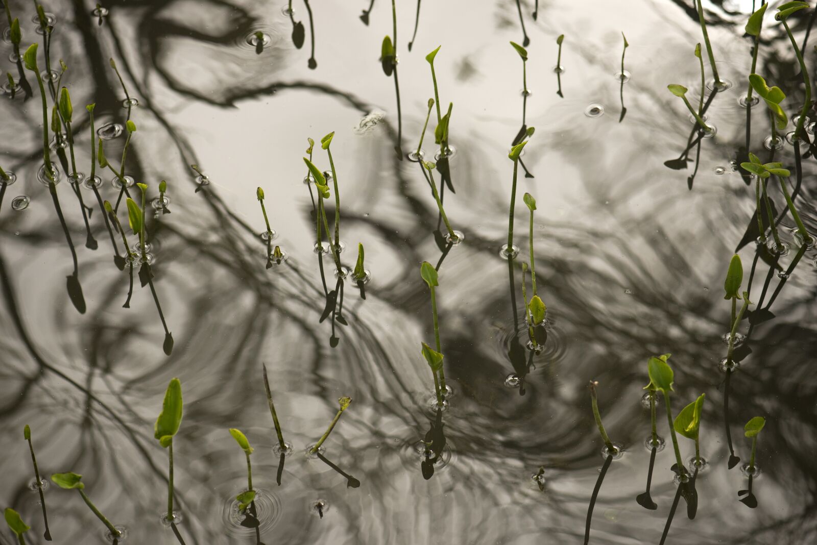 Nikon D610 sample photo. Water, plant, nature photography
