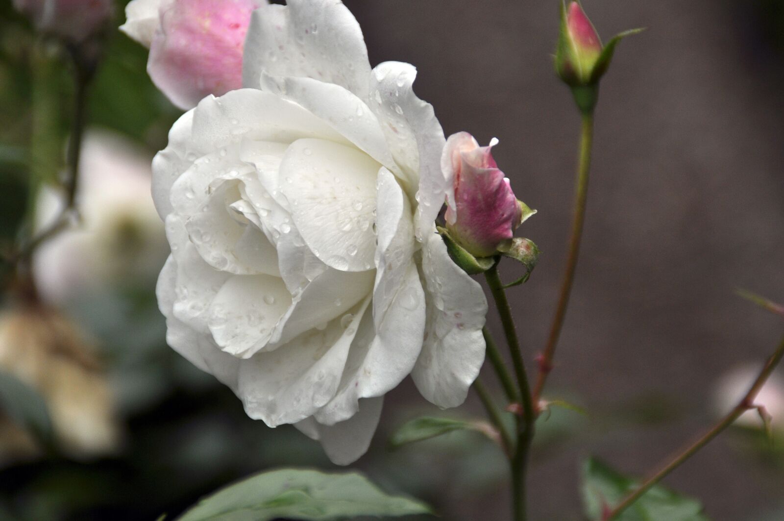 Nikon D5000 sample photo. Rose, blossom, bloom photography