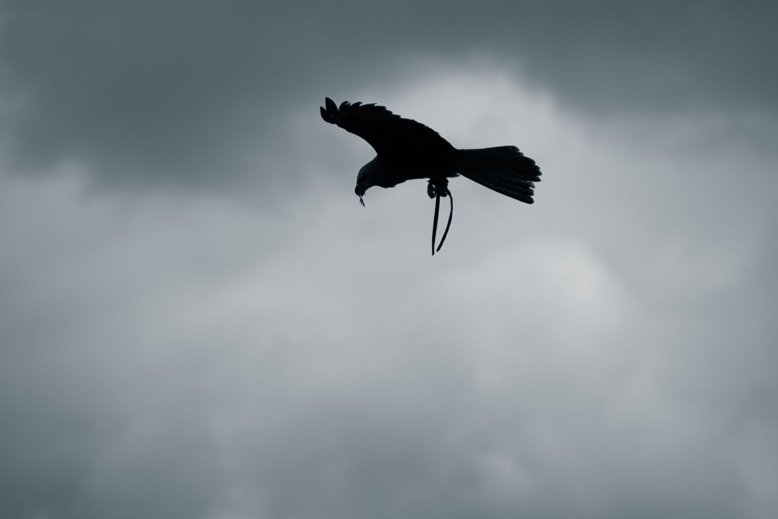 Canon EOS 5D Mark III sample photo. Raptor, sky, gloomy photography
