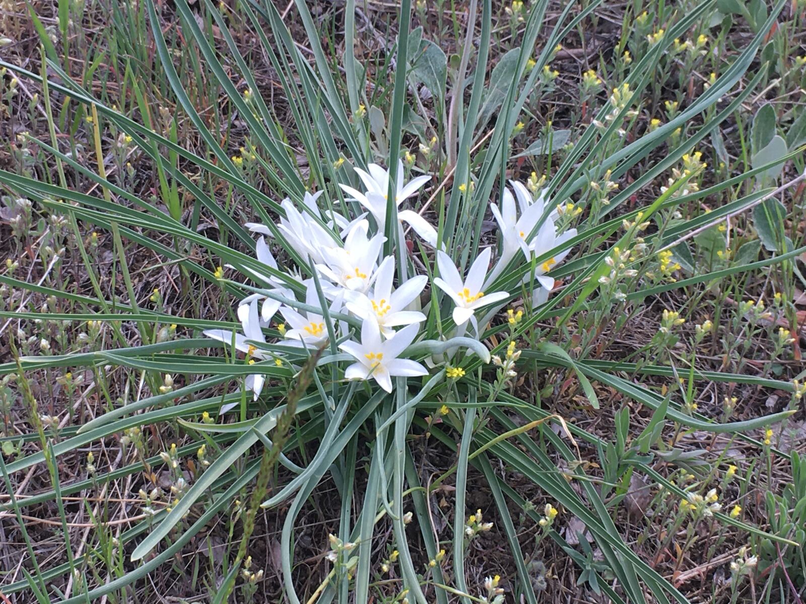 iPhone SE back camera 4.15mm f/2.2 sample photo. White, flower, nature photography