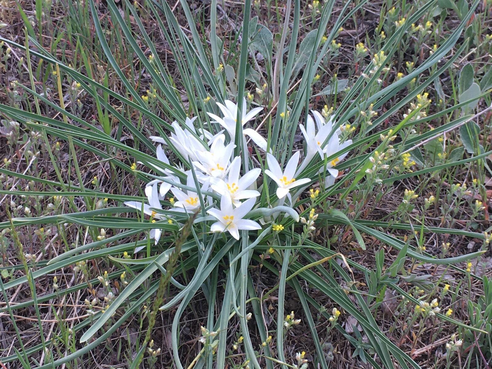 Apple iPhone SE sample photo. White, flower, nature photography