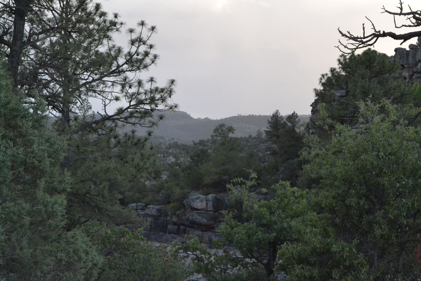 Nikon D3100 sample photo. Nature, majalca, tree photography